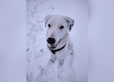 Herdenschutzhund-Dalmatiner-Mix Fritzi (1,5 J.) für erfahrenes, liebevolles Zuhause & Garten & Hund