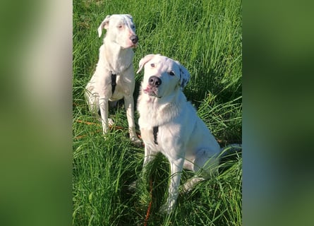 Herdenschutzhund-Dalmatiner-Mix Fritzi (1,5 J.) für erfahrenes, liebevolles Zuhause & Garten & Hund