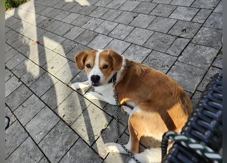 Sammy sucht sein Zuhase