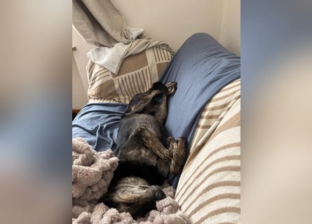 Nocino wartet in München