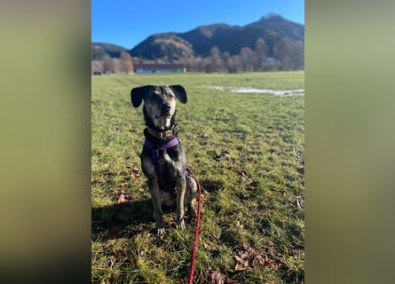 Nocino wartet in München