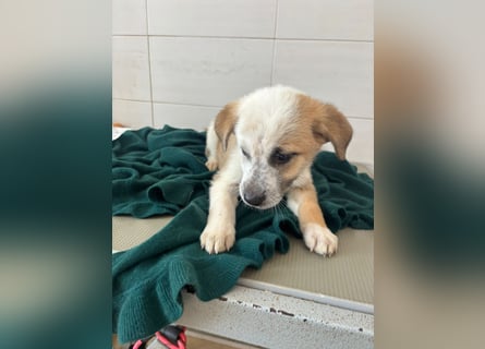 Süße italienische Mischlingskinder  YUNA RUBY ALINA & AIKO