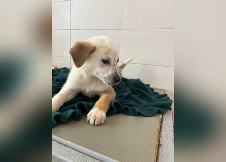 Süße italienische Mischlingskinder  YUNA RUBY ALINA & AIKO