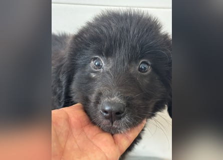 Süße italienische Mischlingskinder  YUNA RUBY ALINA & AIKO