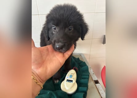 Süße italienische Mischlingskinder  YUNA RUBY ALINA & AIKO