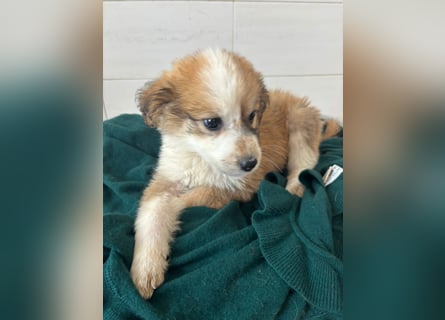 Süße italienische Mischlingskinder  YUNA RUBY ALINA & AIKO