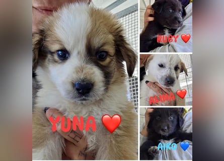 Süße italienische Mischlingskinder  YUNA RUBY ALINA & AIKO