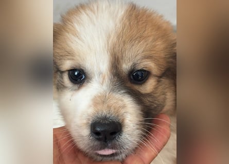 Süße italienische Mischlingskinder  YUNA RUBY ALINA & AIKO