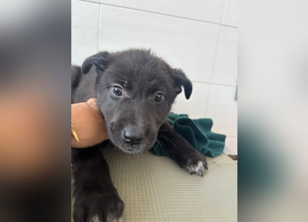 Süße italienische Mischlingskinder  YUNA RUBY ALINA & AIKO