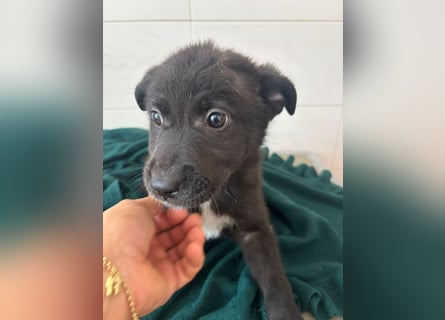 Süße italienische Mischlingskinder  YUNA RUBY ALINA & AIKO