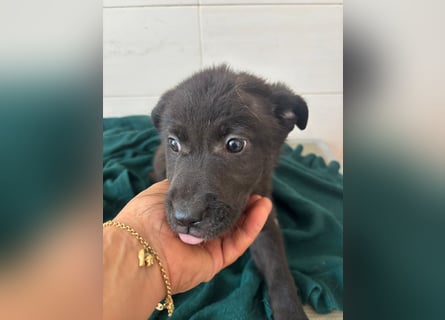 Süße italienische Mischlingskinder  YUNA RUBY ALINA & AIKO