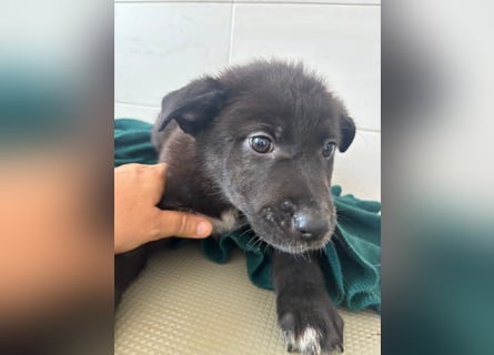 Süße italienische Mischlingskinder  YUNA RUBY ALINA & AIKO