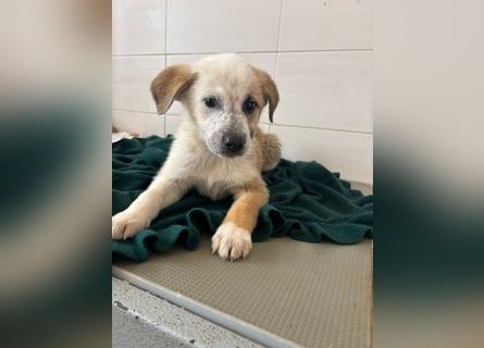 Süße italienische Mischlingskinder  YUNA RUBY ALINA & AIKO