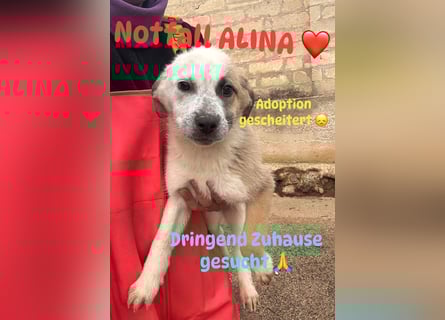Notruf FÜR DIE KLEINE ALINA ❤️