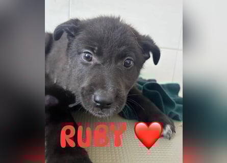 Süßes italienische Mischlingsmädhen RUBY ❤️