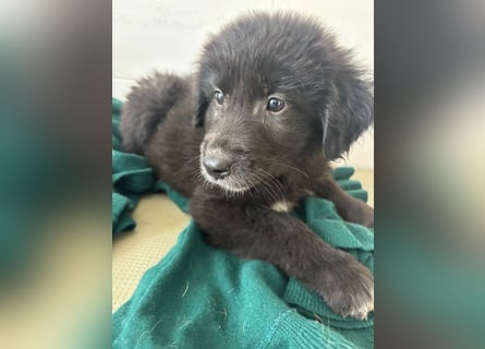 Süße italienische Mischlingskinder  YUNA RUBY ALINA & AIKO