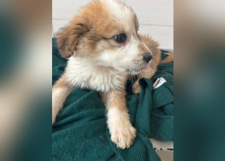 Süße italienische Mischlingskinder  YUNA RUBY ALINA & AIKO