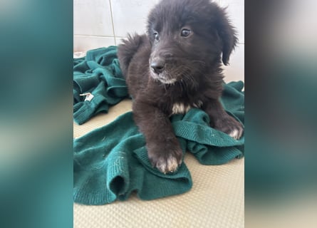 Süße italienische Mischlingskinder  YUNA RUBY ALINA & AIKO