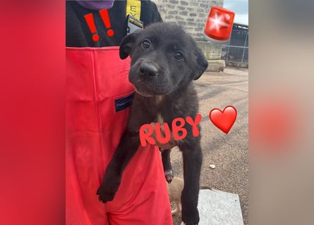 Notruf FÜR DIE KLEINE RUBY ❤️