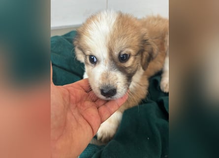 Süße italienische Mischlingskinder  YUNA RUBY ALINA & AIKO