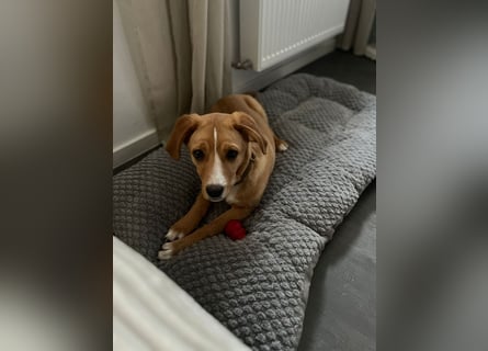 Duke - Notfall Zuhause/Pflegestelle gesucht