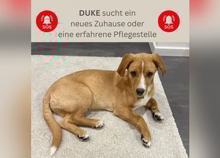 Duke - Notfall Zuhause/Pflegestelle gesucht
