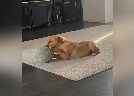 Duke - Notfall Zuhause/Pflegestelle gesucht