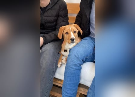 Duke - Notfall Zuhause/Pflegestelle gesucht