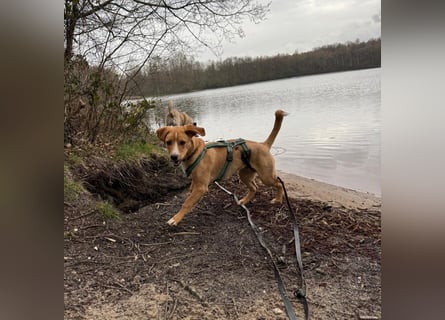 Duke wartet in 41379 Brüggen