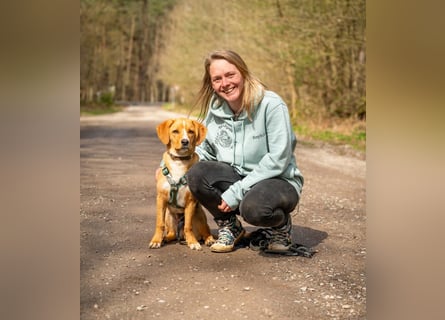 Duke wartet in 41379 Brüggen