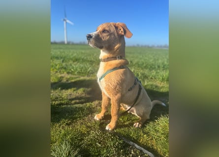 Duke wartet in 41379 Brüggen