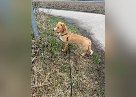 Duke - Notfall Zuhause/Pflegestelle gesucht