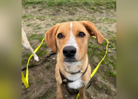 Duke wartet in 41379 Brüggen