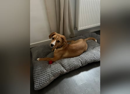 Duke - Notfall Zuhause/Pflegestelle gesucht