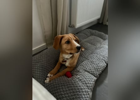 Duke - Notfall Zuhause/Pflegestelle gesucht