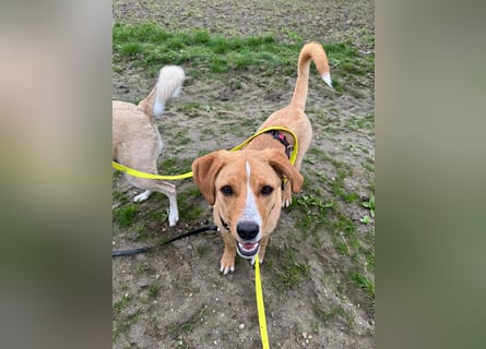 Duke wartet in 41379 Brüggen