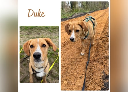 Duke wartet in 41379 Brüggen