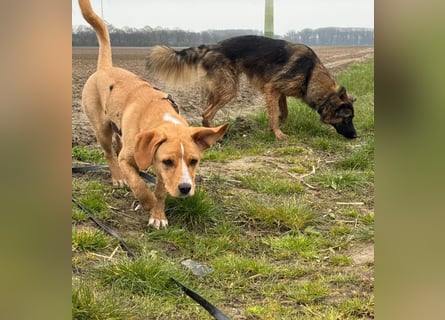 Duke wartet in 41379 Brüggen