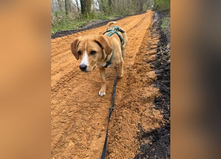 Duke wartet in 41379 Brüggen