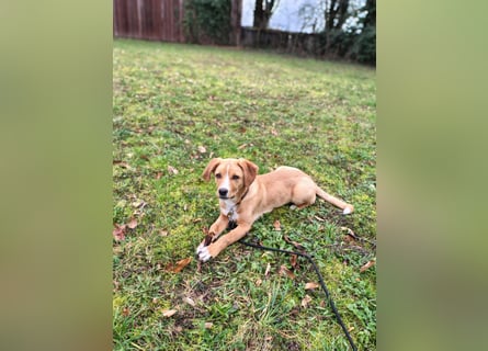 Duke - Notfall Zuhause/Pflegestelle gesucht