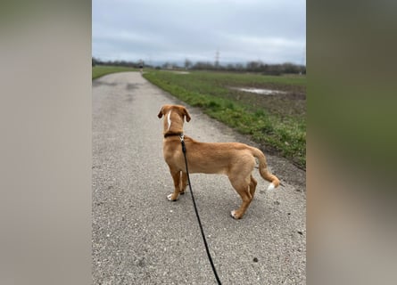 Duke - Notfall Zuhause/Pflegestelle gesucht