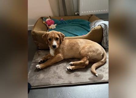 Duke - Notfall Zuhause/Pflegestelle gesucht