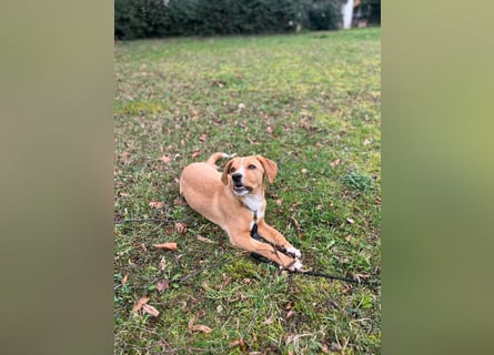 Duke - Notfall Zuhause/Pflegestelle gesucht