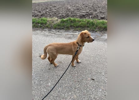 Duke - Notfall Zuhause/Pflegestelle gesucht