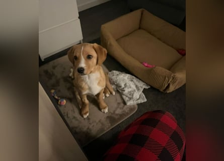 Duke - Notfall Zuhause/Pflegestelle gesucht