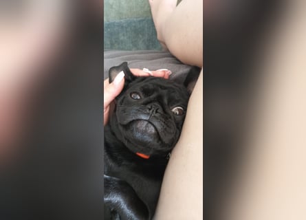 Mops Cosmo sucht ein neues Zuhause, kann in der der Nähe von Bad Nauheim/Hessen besucht werden Mops Cosmo sucht ein neues Zuhause, kann in der der Nähe von Bad Nauheim/Hessen besucht werden