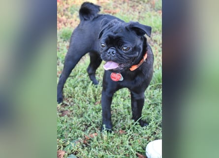 Mops Cosmo sucht ein neues Zuhause, kann in der der Nähe von Bad Nauheim/Hessen besucht werden Mops Cosmo sucht ein neues Zuhause, kann in der der Nähe von Bad Nauheim/Hessen besucht werden