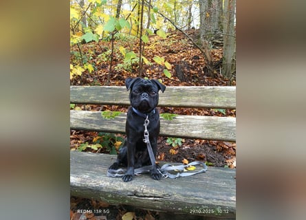 Mops Cosmo sucht ein neues Zuhause, kann in der der Nähe von Bad Nauheim/Hessen besucht werden Mops Cosmo sucht ein neues Zuhause, kann in der der Nähe von Bad Nauheim/Hessen besucht werden