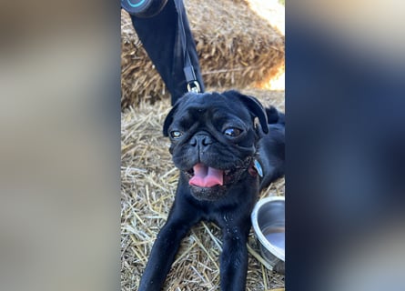 Mops Cosmo sucht ein neues Zuhause, kann in der der Nähe von Bad Nauheim/Hessen besucht werden Mops Cosmo sucht ein neues Zuhause, kann in der der Nähe von Bad Nauheim/Hessen besucht werden