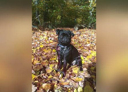 Mops Cosmo sucht ein neues Zuhause, kann in der der Nähe von Bad Nauheim/Hessen besucht werden Mops Cosmo sucht ein neues Zuhause, kann in der der Nähe von Bad Nauheim/Hessen besucht werden